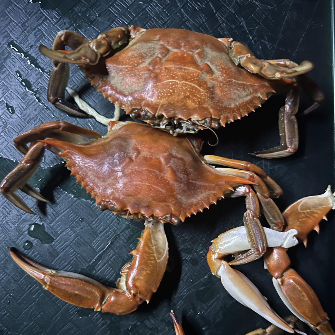 Blue Crab