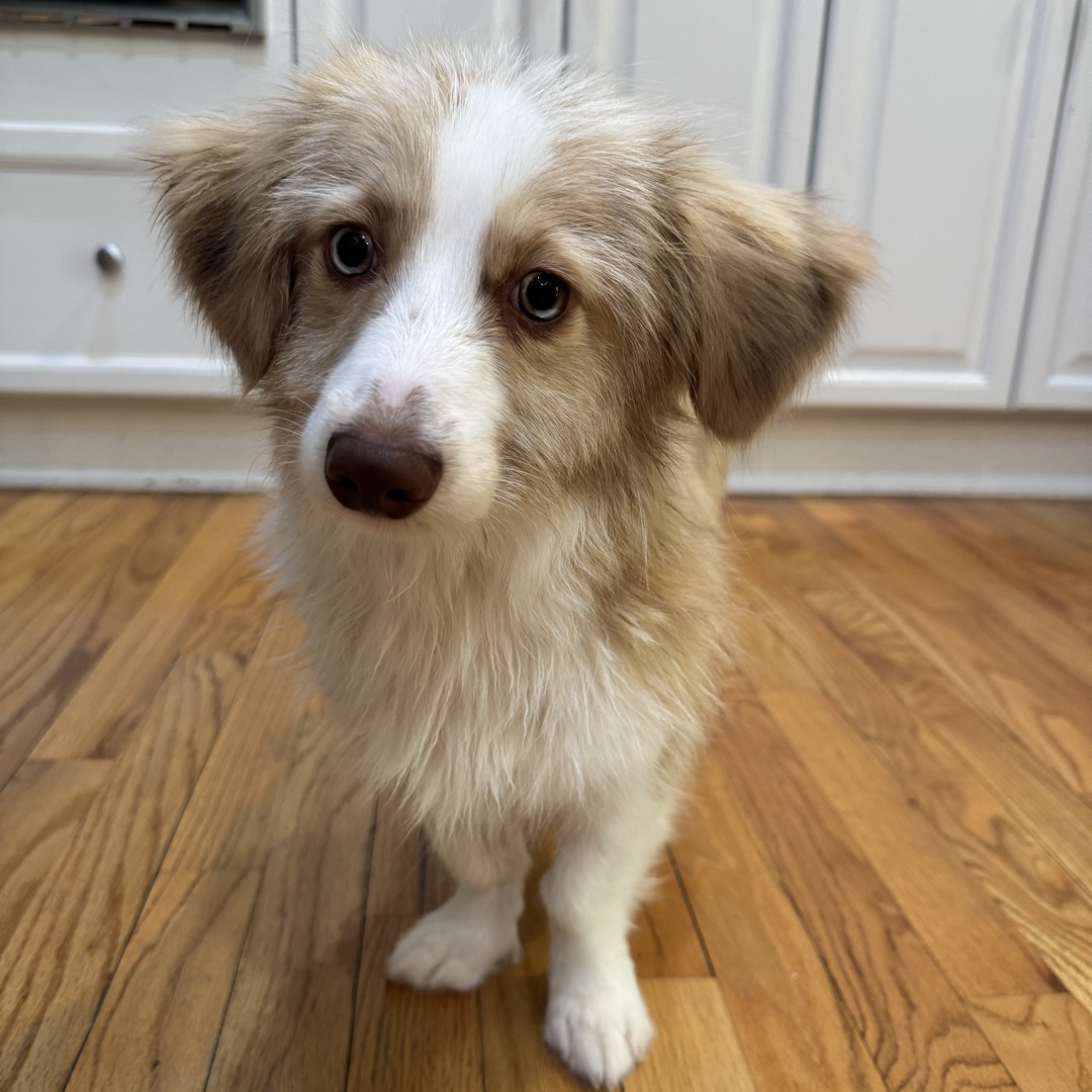 Scout